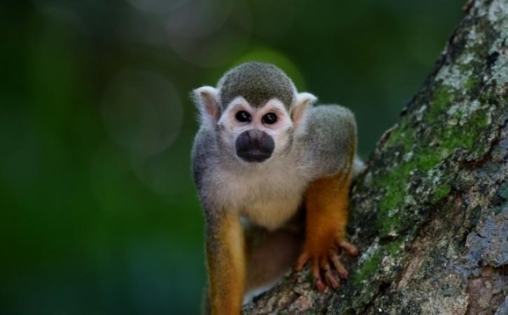 Monkey Animal Trivia
