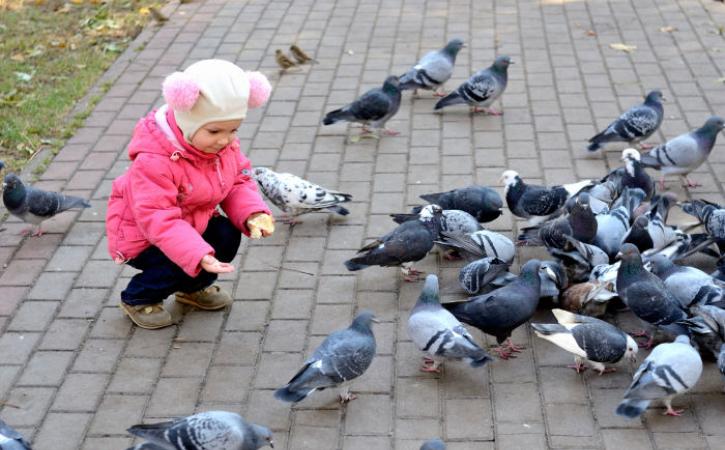Little girl feeding pigeons